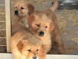 5 Chiots Golden Retriever LOF à réserver