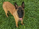 Spirit, chiot Malinois à vendre