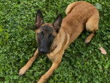 Spirit, chiot Malinois à vendre