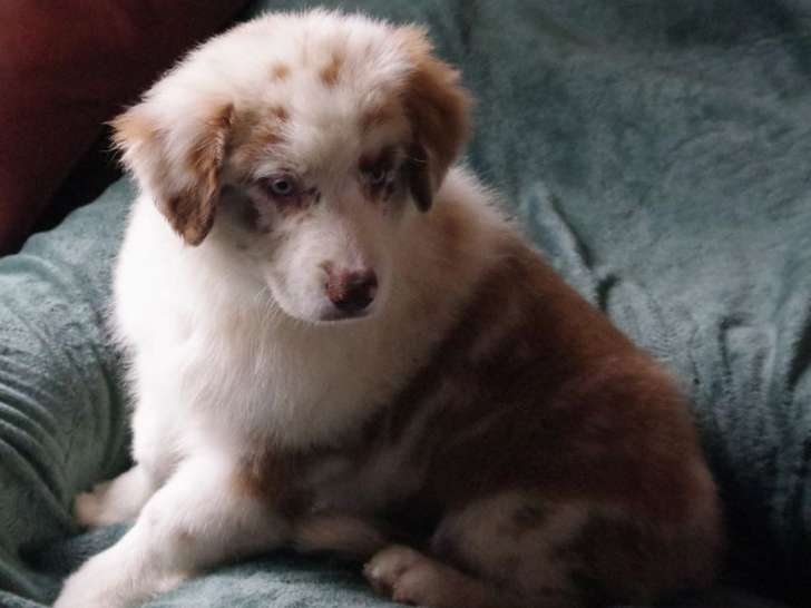 3 chiots Berger Australien LOF à vendre, nés en juin 2025