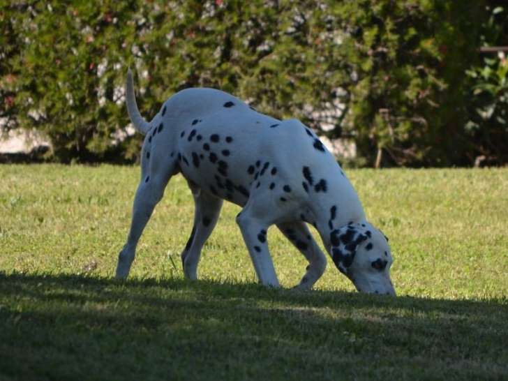 1 mâle Dalmatien LOF adulte à vendre, livraison possible