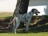 1 mâle Dalmatien LOF adulte à vendre, livraison possible