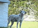 1 mâle Dalmatien LOF adulte à vendre, livraison possible