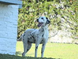 1 mâle Dalmatien LOF adulte à vendre, livraison possible