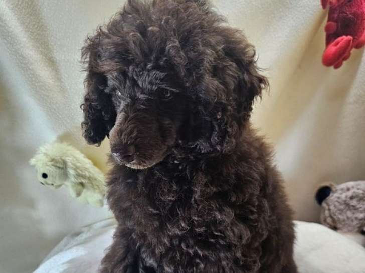 3 femelles Caniche Nain LOF à vendre