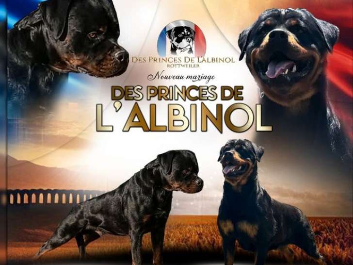Des chiots Rottweiler de Septembre 2025 LOF à réserver