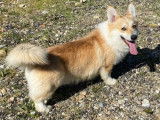 1 chiot mâle Welsh Corgi Pembroke fauve LOF à vendre