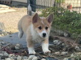 1 chiot mâle Welsh Corgi Pembroke fauve LOF à vendre