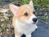1 chiot mâle Welsh Corgi Pembroke fauve LOF à vendre