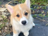 1 chiot mâle Welsh Corgi Pembroke fauve LOF à vendre