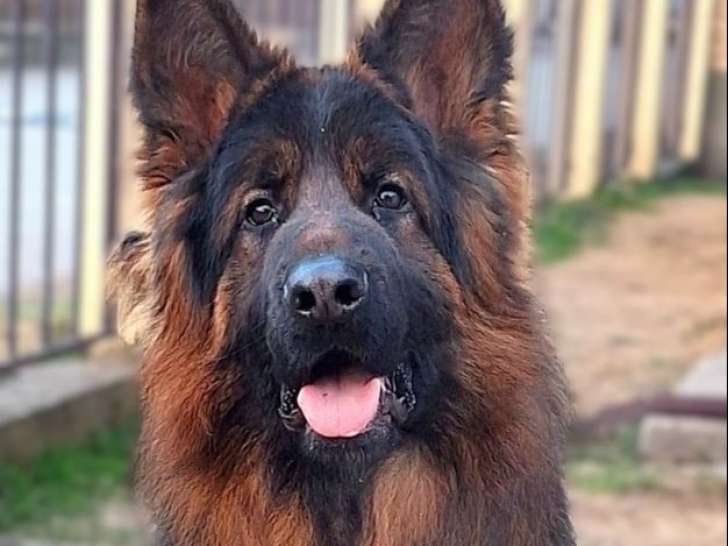 1 chien mâle Berger Allemand poil long Adulte LOF pour saillie