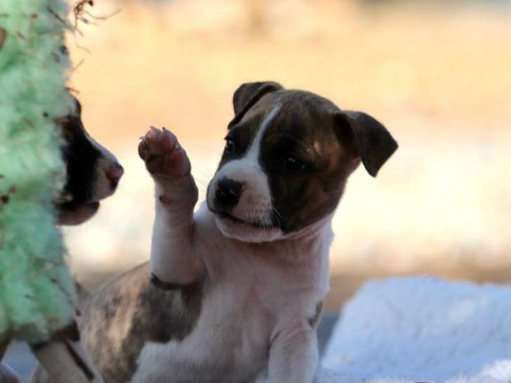 7 chiots American Staffordshire Terrier de Juillet 2025 LOF à réserver