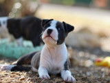 7 chiots American Staffordshire Terrier de Juillet 2025 LOF à réserver