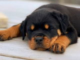 5 chiots Rottweiler LOF à réserver