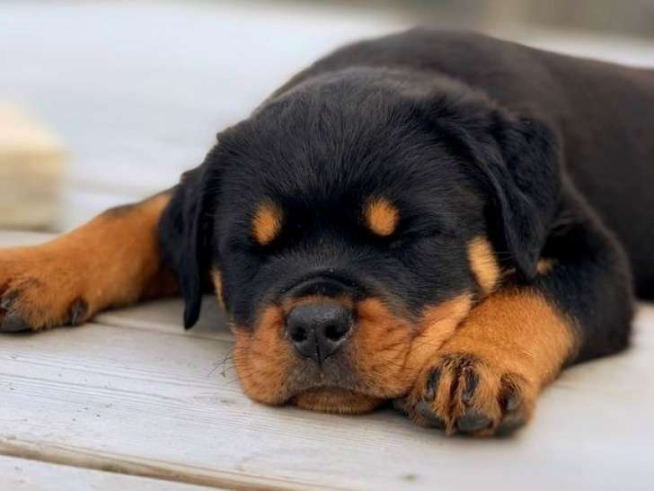 5 chiots Rottweiler LOF à réserver