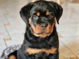 5 chiots Rottweiler LOF à réserver