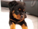 5 chiots Rottweiler LOF à réserver