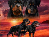 5 chiots Rottweiler LOF à réserver