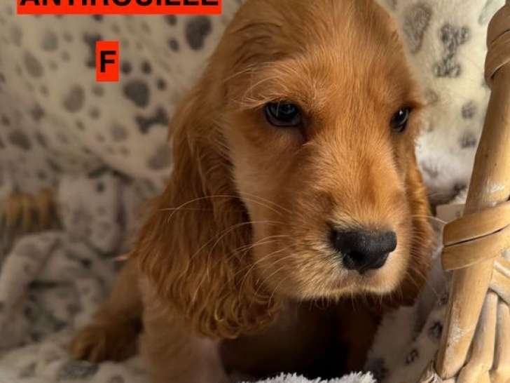 5 chiots Cocker anglais marron de juin 2025 LOF à vendre