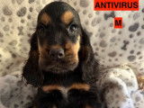 5 chiots Cocker anglais marron de juin 2025 LOF à vendre