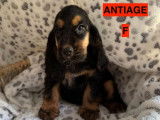 5 chiots Cocker anglais marron de juin 2025 LOF à vendre