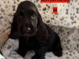 5 chiots Cocker anglais marron de juin 2025 LOF à vendre