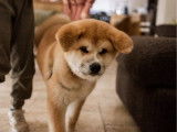 5 chiots Akita Inu fauve LOF à réserver