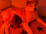 5 chiots Akita Inu fauve LOF à réserver