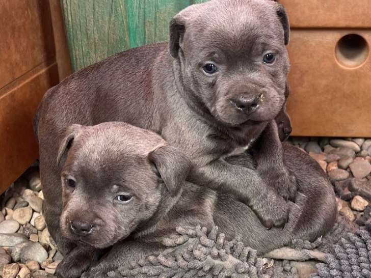 4 chiots Staffordshire Bull Terrier LOF à réserver