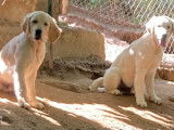 3 chiots mâles Golden Retriever crème LOF à vendre