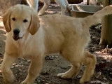 3 chiots mâles Golden Retriever crème LOF à vendre