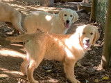 3 chiots mâles Golden Retriever crème LOF à vendre