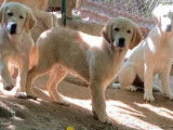 3 chiots mâles Golden Retriever crème LOF à vendre