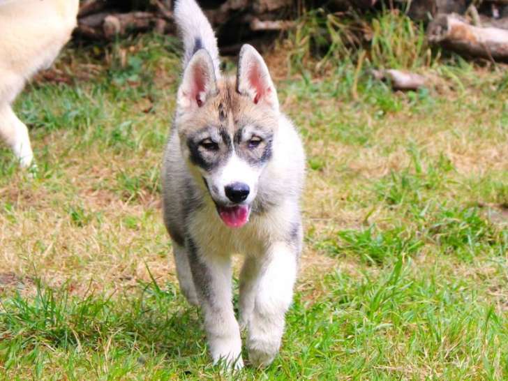 Des chiots Husky Sibérien marron et gris LOF à vendre