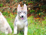 Des chiots Husky Sibérien marron et gris LOF à vendre