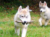 Des chiots Husky Sibérien marron et gris LOF à vendre