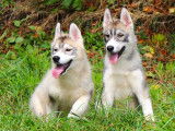 Des chiots Husky Sibérien marron et gris LOF à vendre