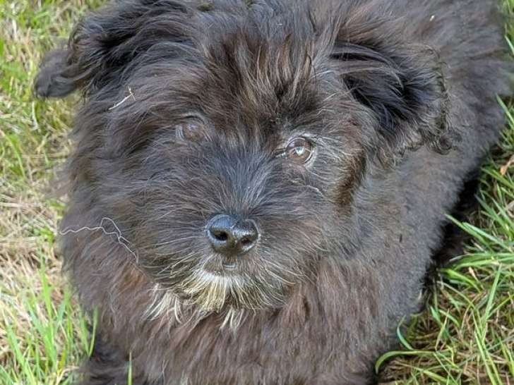 2 chiots Bichon Havanais LOF à vendre