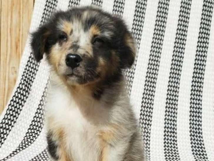 À réserver, des chiots Berger Australien nés en juin 2025, LOF