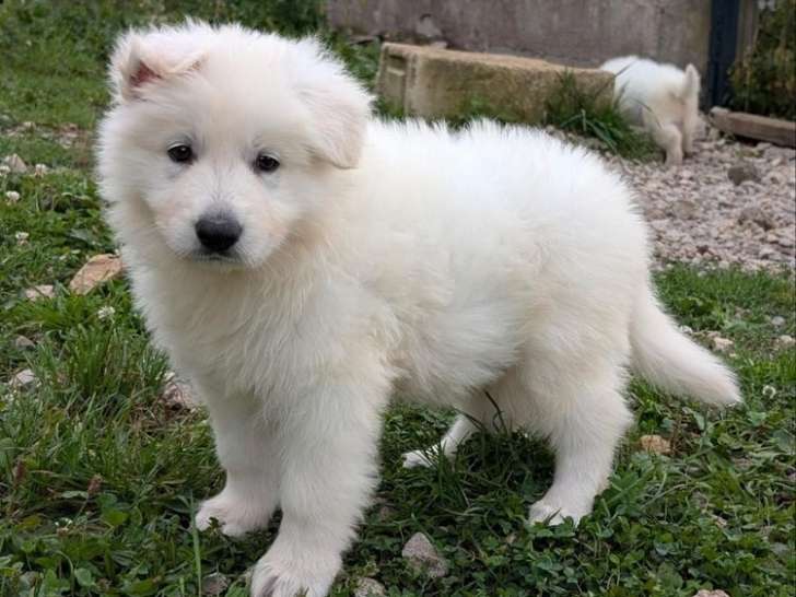 À réserver, 5 chiots Bergers Blancs Suisses LOF nés en juillet 2025, 1 mâle et 4 femelles