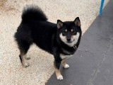 Shiba Inu femelle LOF à vendre, Vaiana, 1 an et demi