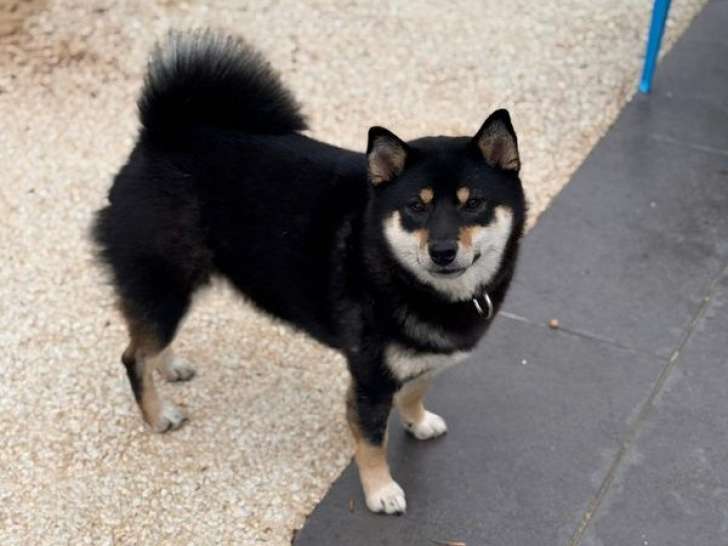 Shiba Inu femelle LOF à vendre, Vaiana, 1 an et demi