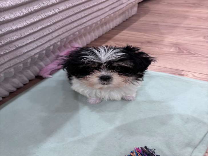 Magnifique chiot mâle Bichon Maltais toy à vendre