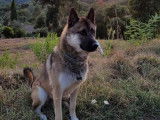 Male Husky croisé Malinois disponible pour reproduction