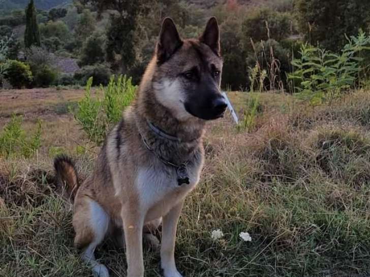 Male Husky croisé Malinois disponible pour reproduction