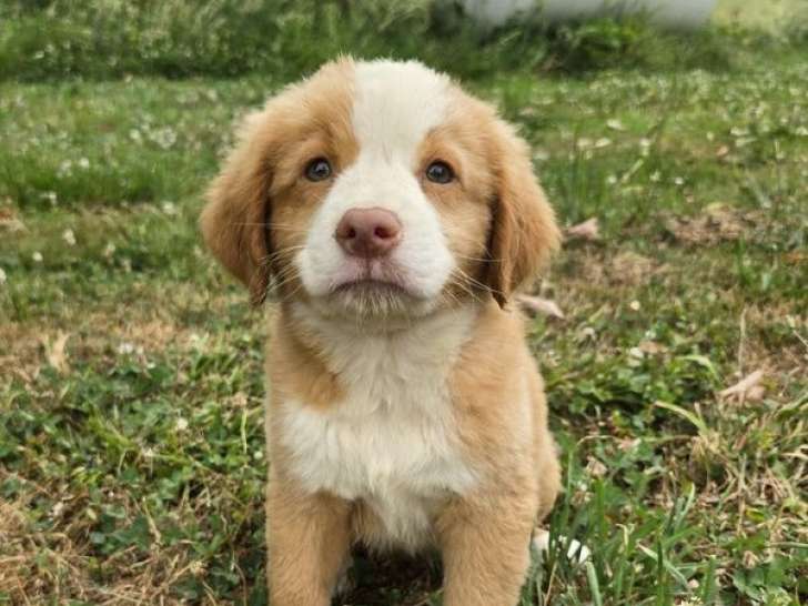 À vendre, 3 femelles Retriever de la Nouvelle-Écosse nés en mai 2025, LOF