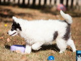 1 chiot mâle Laïka de Iakoutie LOF à vendre
