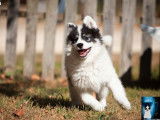 1 chiot mâle Laïka de Iakoutie LOF à vendre