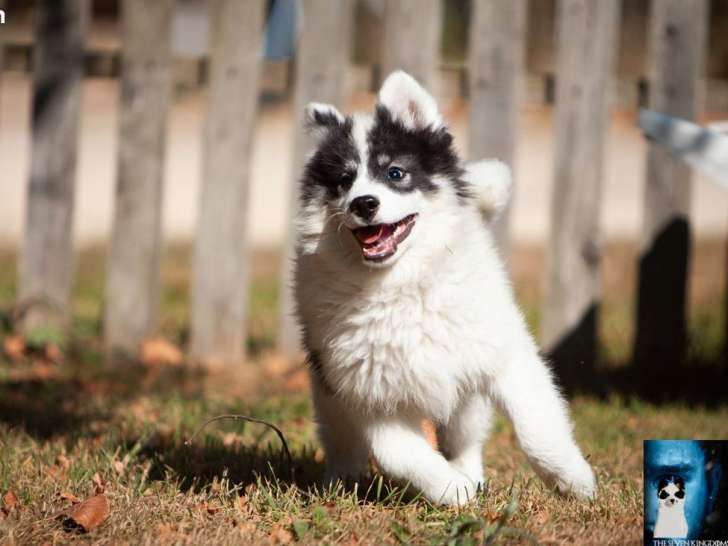 1 chiot mâle Laïka de Iakoutie LOF à vendre