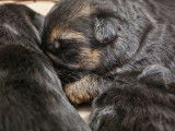 7 chiots Berger Allemand, poils courts LOF à réserver, 4 femelles et 3 mâles